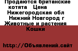 Продаются британские котята › Цена ­ 3 000 - Нижегородская обл., Нижний Новгород г. Животные и растения » Кошки   